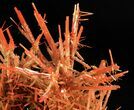 Bright Orange Crocoite Crystals - Tasmania #64363-2
